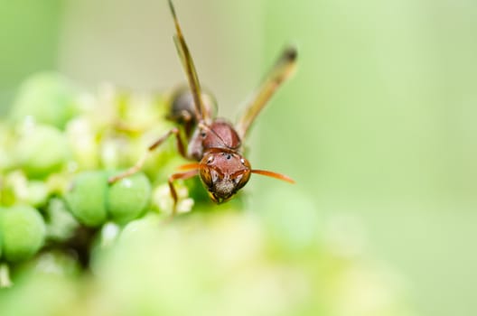 wasp in green nature or in garden. It's danger.