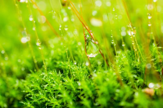 Fresh moss and water drops in green nature or in old stone or old wall