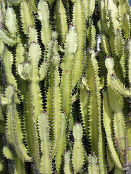 close up photo of cactus plants