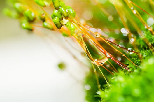 Fresh moss and water drops in green nature or in old stone or old wall