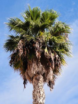 Isolated Palm tree against a blue sky background