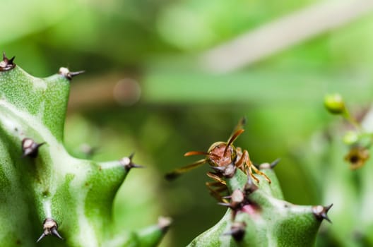 wasp and cactus in green nature or in garden. It's danger.