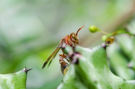 wasp and cactus in green nature or in garden. It's danger.