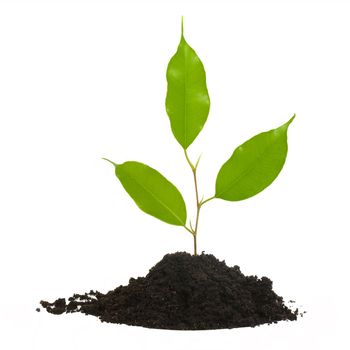 An image of a green plant in the ground