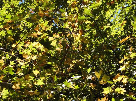 Photo of Autumn tree leaves