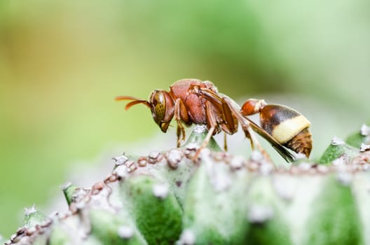 wasp and cactus in green nature or in garden. It's danger.