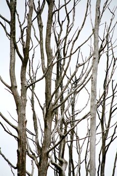 An image of branches of trees on neutrall background