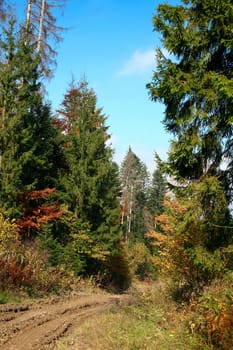 An image of the road in autumn forest