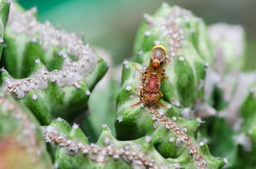 wasp and cactus in green nature or in garden. It's danger.