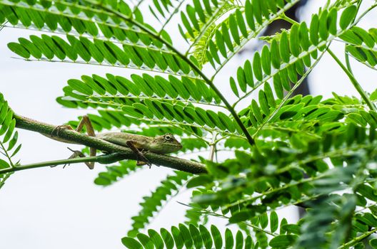 Lizard on the tree in green nature or in park or in the garden