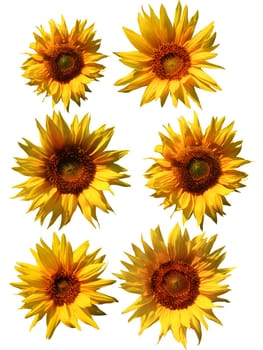 An image of sunflowers. Isolated on white.