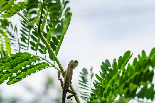 Lizard on the tree in green nature or in park or in the garden