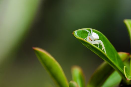 white spider on the leaf in nature or in the garden