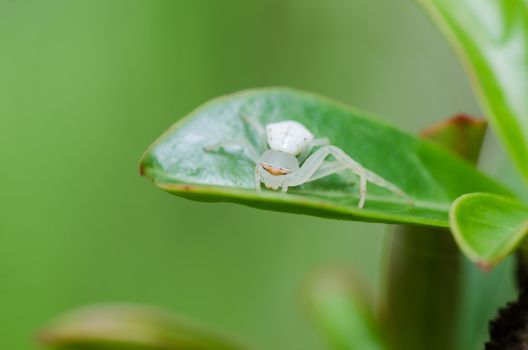 white spider on the leaf in nature or in the garden