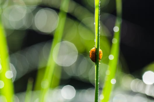 ladybug ladybug and sunlight bokeh in the green nature or in the garden