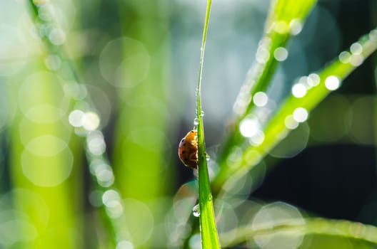 ladybug ladybug and sunlight bokeh in the green nature or in the garden