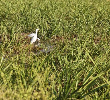 Herons watering at a sugar cane farm in Gujarat India in the early hours of the morning