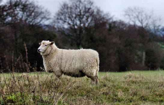 Lone Sheep looking across a field