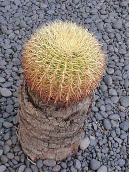 close up photo of a Cactus plant on a pebble ground