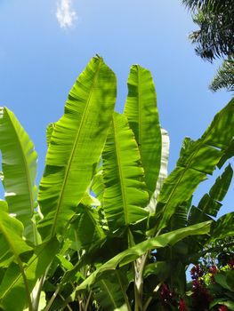 Tropical plants against a blue sky background