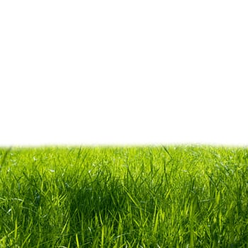 Juicy young green grass isolated on a white background