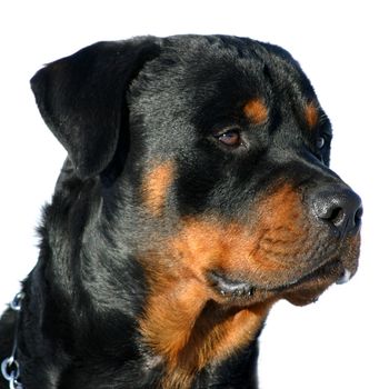 portrait of a purebred rottweiler in front of white background