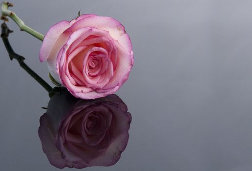 reflection of a pink rose o0n a grey background