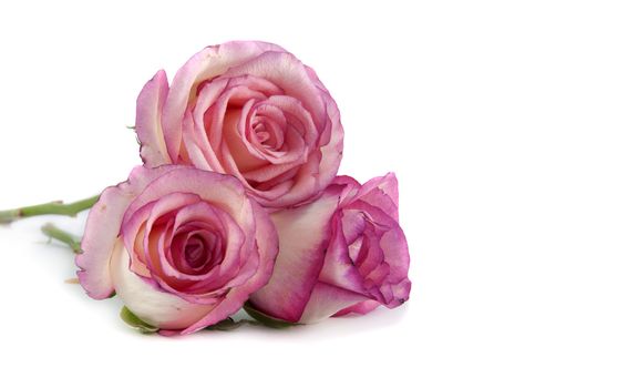 three pin k roses on isolated background