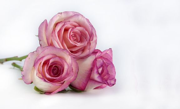 three pin k roses on isolated background