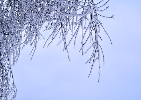 Snow and ice on branches. Russia, Moscow, December
