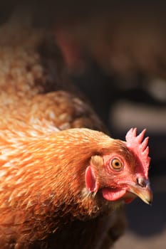 A head and shoulders view of a free range brown hen, set on a portrait format with room for copy above.