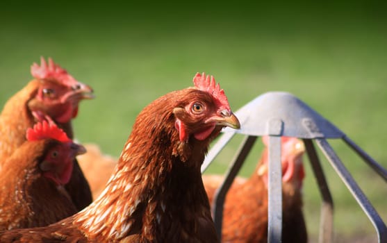 Brown outdoor free-range hens set on a landscape format next to a tin feeder. Room for copy around image.