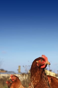 Head and shoulders image of a brown free-range hen, set on a portrait format image against a rich blue sky background, located in a city farm environment. Room for copy above image.