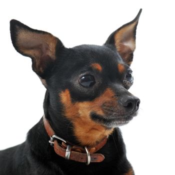 portrait of a sick miniature pinscher with Leishmaniasis with hair removal outline the eyes  on a white background