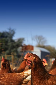 Free range brown hens located in a city farm environment, set against a blue sky background, on a portrait format with room for copy above.