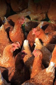 A group of free-range brown hens gathered together, located in a city farm environment. Set on a portrait format.