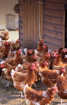 A group of free-range brown hens gathered next to a wooden shed or coup, located in a city farm environment. Set on a portrait format.