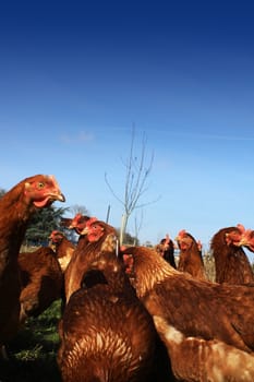 A low angled image of a group of brown free-range hens in a city farm environment, set against a rich blue sky background. Room for copy above image.