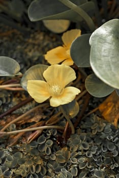 Yellow flowers and green leaves in lake