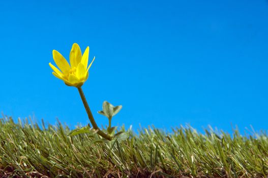 yellow flower on green grass and blue sky