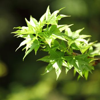  green foliage branch close up