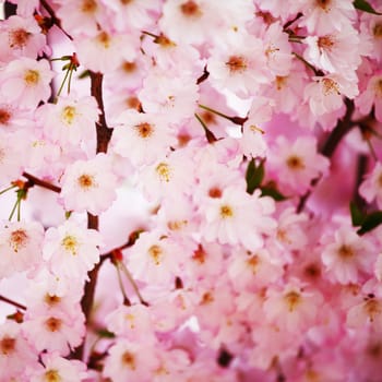 pink sacura macro close up