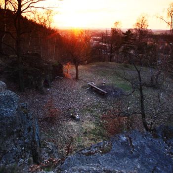 yellow spring forest sunrise