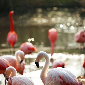 pink flamingo in zoo close up