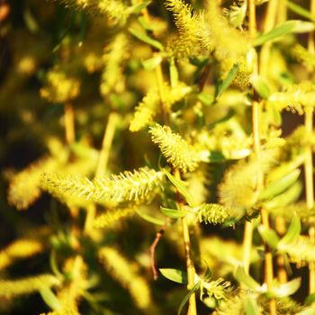 yellow flower macro close up
