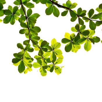 leaf isolated on white background