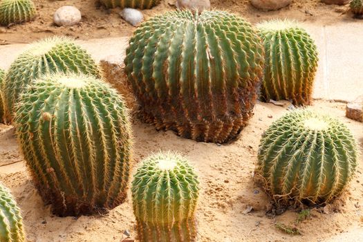 Detail of cactus growing in the garden.