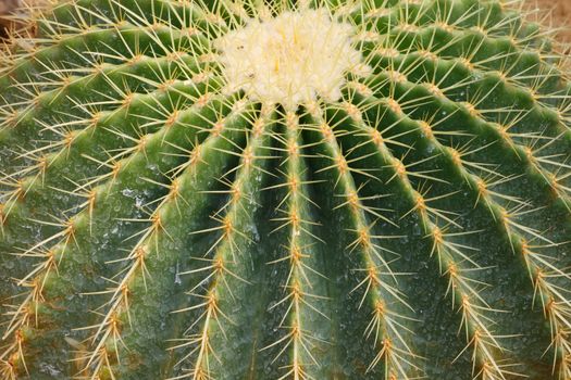 Detail of cactus growing in the garden.