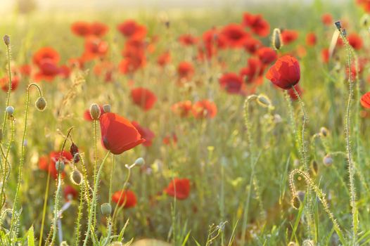 Field of poppies