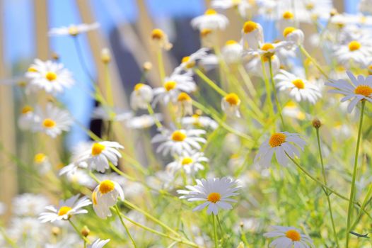 Summer Flowers